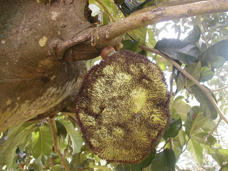 معرفی و راهنمای پرورش درختان میوه - درخت نان آفریقایی